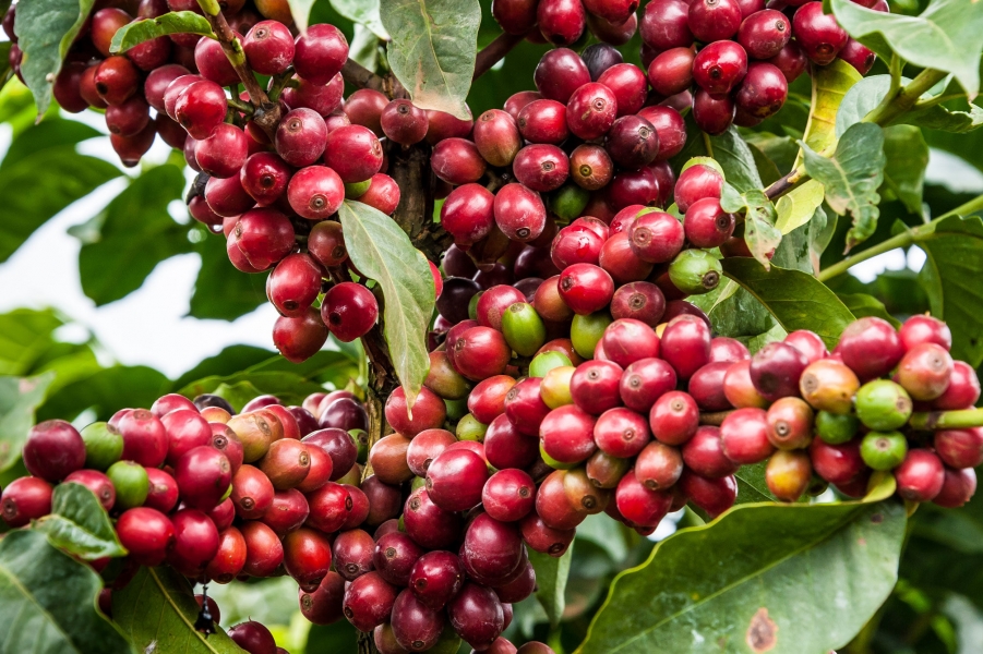 Coffee