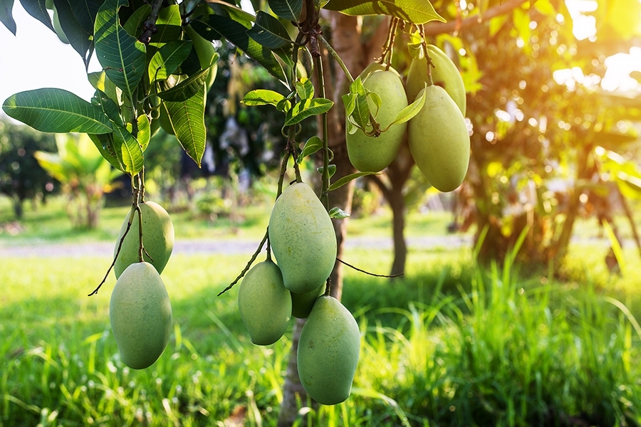 Mango