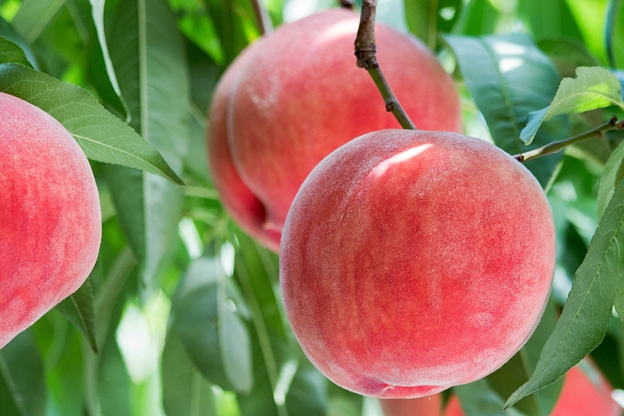 Peach